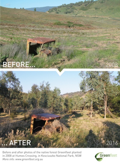 GreenfleetForest_Before-After-HumesCrossing_2008vs2016